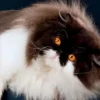 Agenda giornaliera Cats 2016