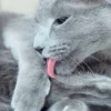Agenda giornaliera Cats 2016