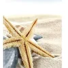 Agenda 12 mesi settimanale 2021 Ladytimer Slim Sea Star
