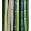 Agenda 12 mesi settimanale 2021 Ladytimer Midi Bamboo