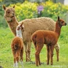 Calendario 2022 Alpacas 30x30
