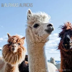 Calendario 2021 Alpacas 30x30