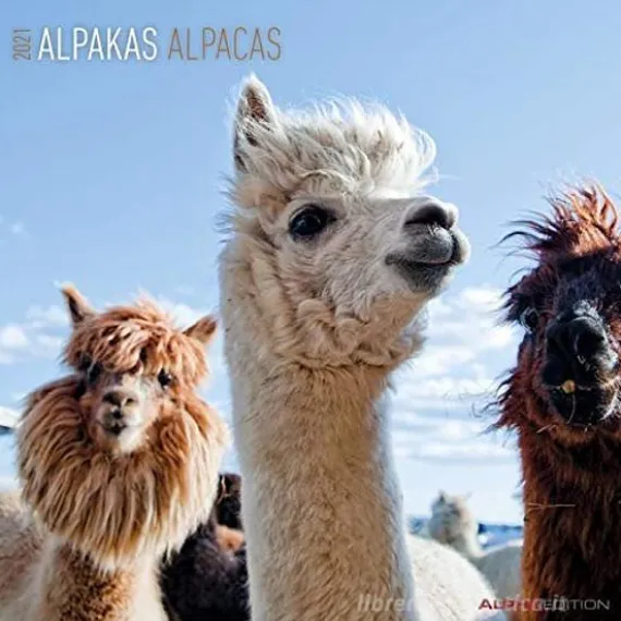 Calendario 2021 Alpacas 30x30