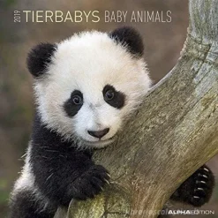 Calendario 2019 Baby Animals 30x30 cm