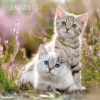 Calendario 2016 cats