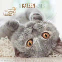 Calendario 2025 Cats cm 30x30