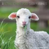 Calendario 2022 Cuddly Animals 30x30