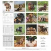 Calendario 2025 Dachshund cm 30x30