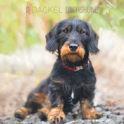 Calendario 2024 Dachshund cm 30x30
