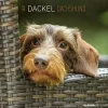 Calendario 2022 Dachshund 30x30