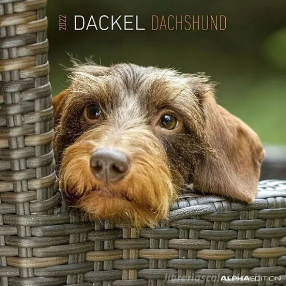 Calendario 2022 Dachshund 30x30