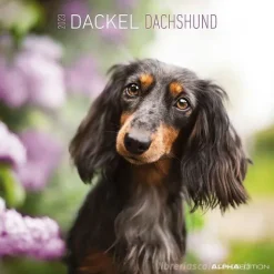 Calendario 2023 Dachshund 30x30