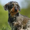 Calendario 2021 Dachshund 23,7x34