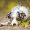 Calendario 2022 Dogs 30x30