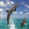 Calendario 2019 Dolphins and Whales 30x30 cm