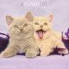 Calendario 2024 Funny Cats cm 30x30