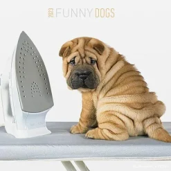 Calendario 2023 Funny Dogs 30x30