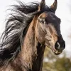 Calendario 2021 Horses 23,7x34