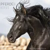 Calendario 2019 Horses 30x30 cm
