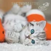 Calendario 2025 Kittens cm 30x30