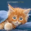 Calendario 2023 Kittens 30x30
