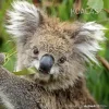 Calendario 2023 Koalas 30x30