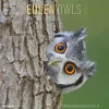 Calendario 2023 Owls 30x30