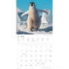 Calendario 2026 Pinguins cm 30x30