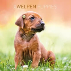 Calendario 2016 puppies