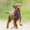Calendario 2024 Puppies cm 30x30