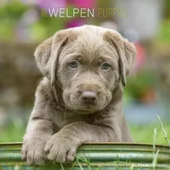 Calendario 2022 Puppies 30x30