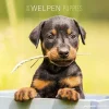 Calendario 2019 Puppies 30x30 cm