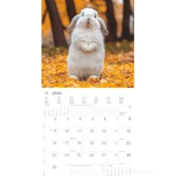 Calendario 2026 Rabbits cm 30x30