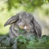 Calendario 2022 Rabbits 30x30