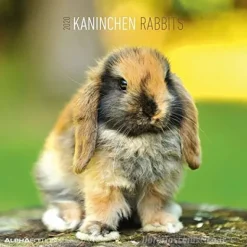 Calendario 2020 Rabbits 30x30 cm