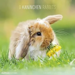 Calendario 2019 Rabbits 30x30 cm