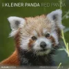 Calendario 2022 Red Panda 30x30