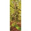 Calendario 2024 Trees cm 34x98