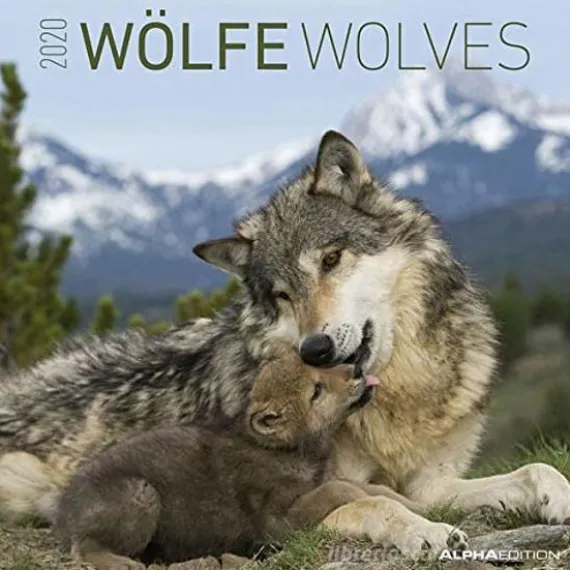 Calendario 2020 Wolves 30x30 cm