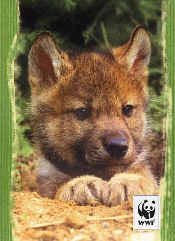 Diario WWF 12 mesi 2015-16 verde