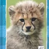 WWF Diario 2019 12 mesi azzurro